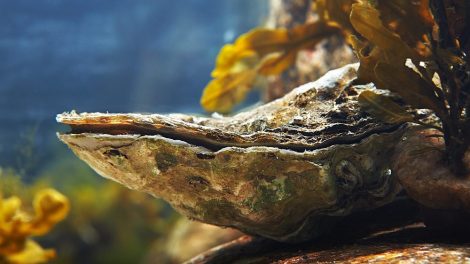 De minuscules résidus de plastique menacent les huîtres canadiennes