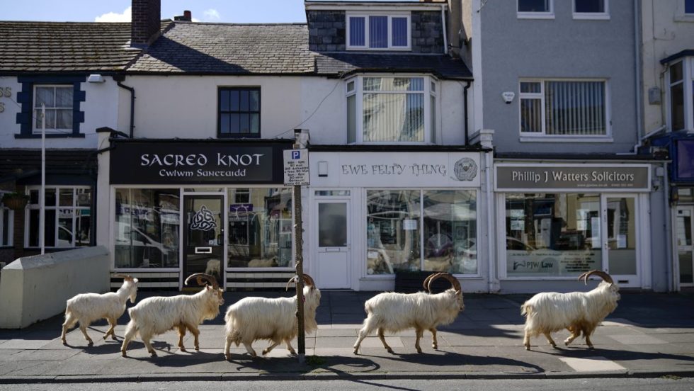 Les animaux ont aussi souffert du confinement