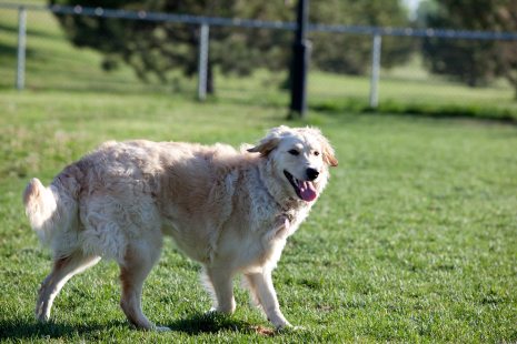 Aires exercice canins Hochelaga