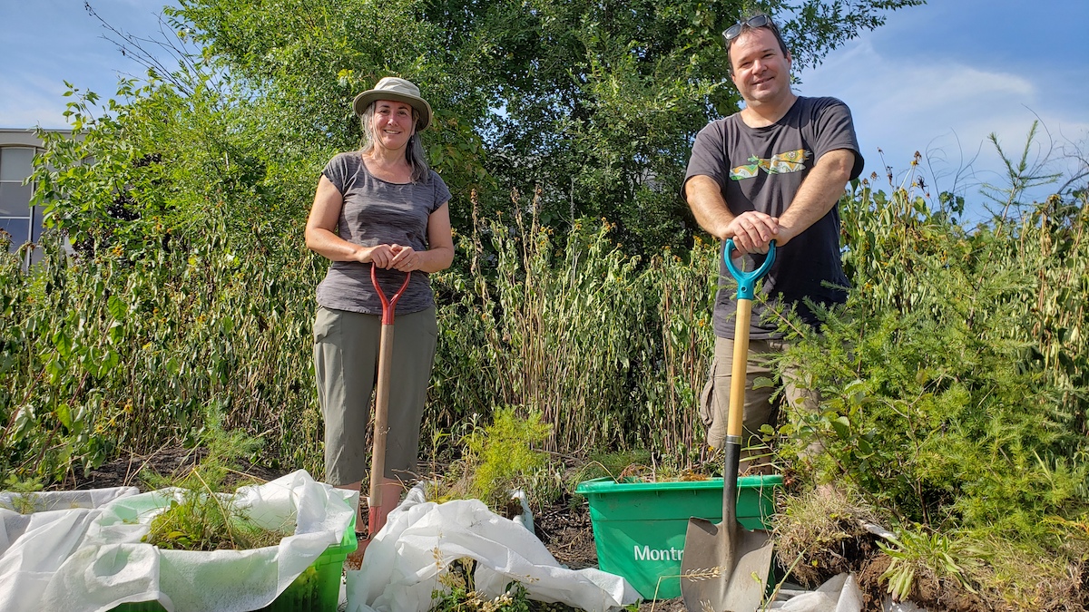 projet de forêt laurentienne sur le campus Marie-Victorin