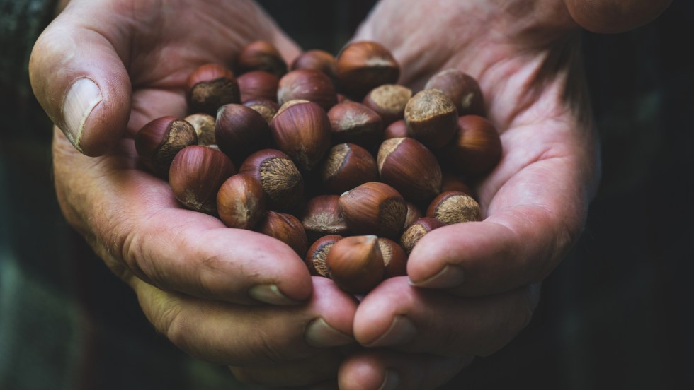 La noisette est la noix la plus commune au Québec.