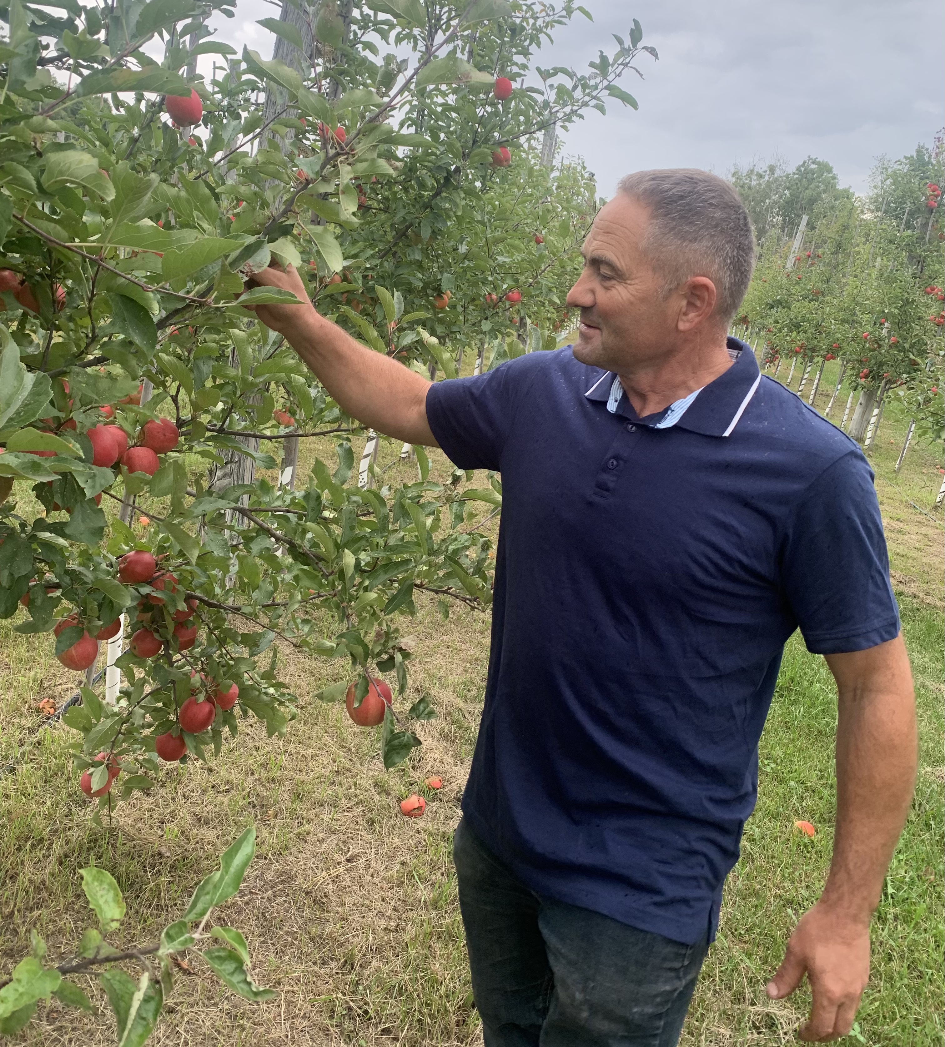 Un homme tenant une pomme dans un verger près d'un pommier.