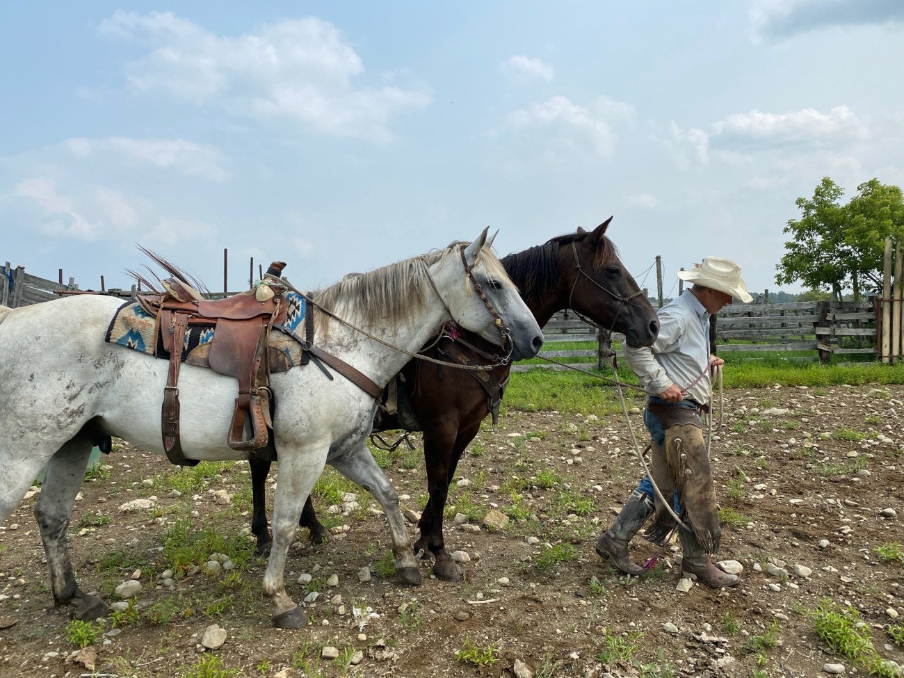 chevaux