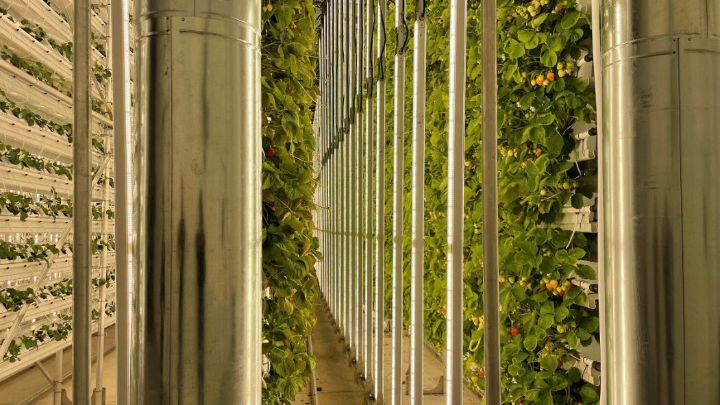 La verticalité des plants de fraises est à la base du concept de Ferme d'hiver