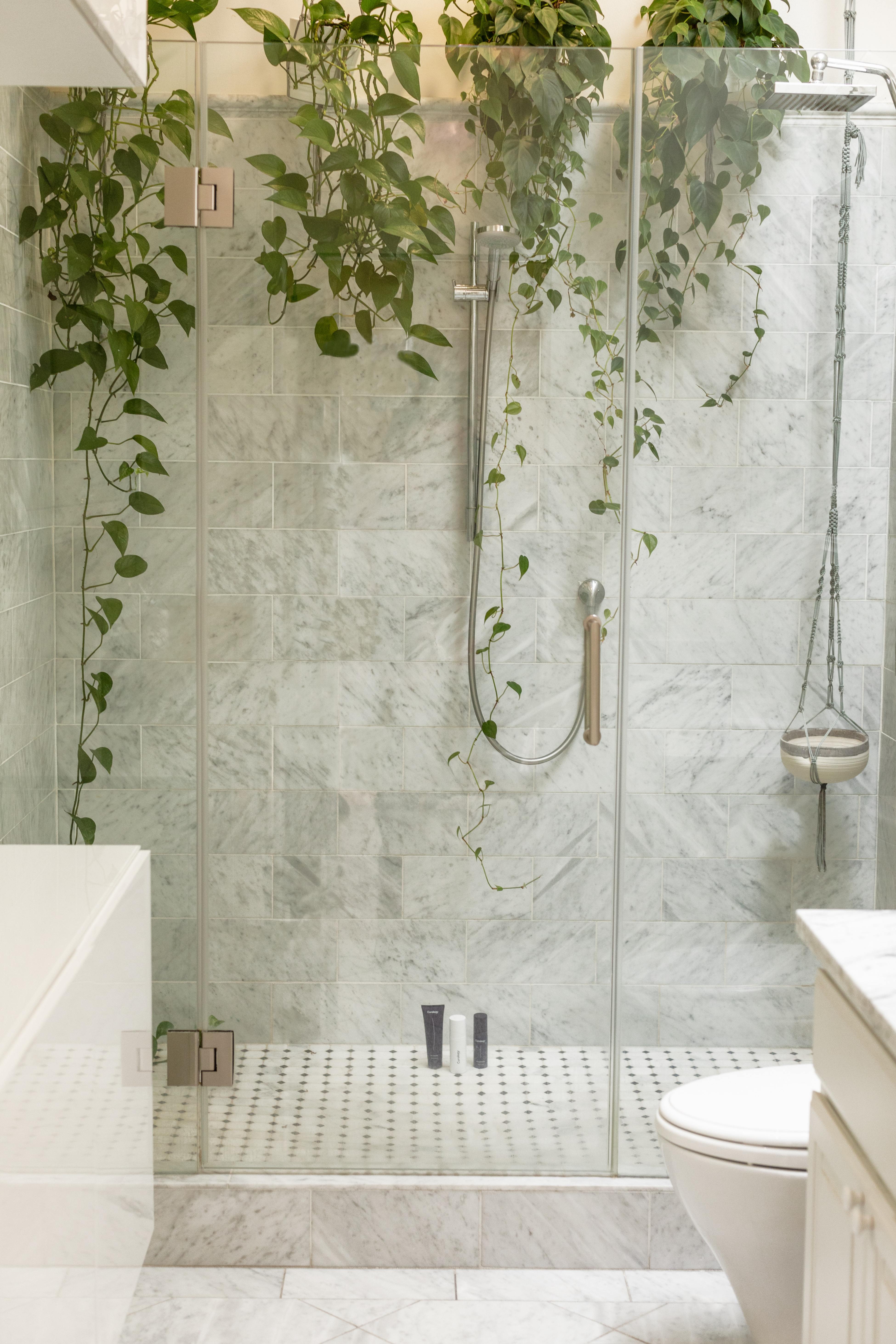 Plantes Salle De Bain Sombre