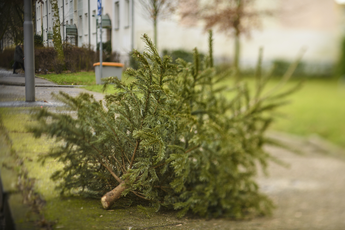 collecte sapins de noel