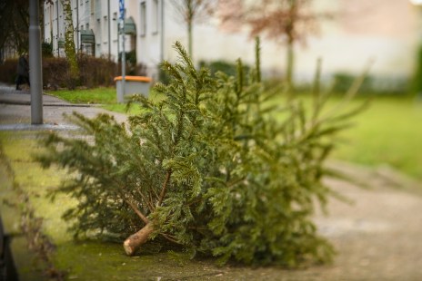 collecte sapins de noel
