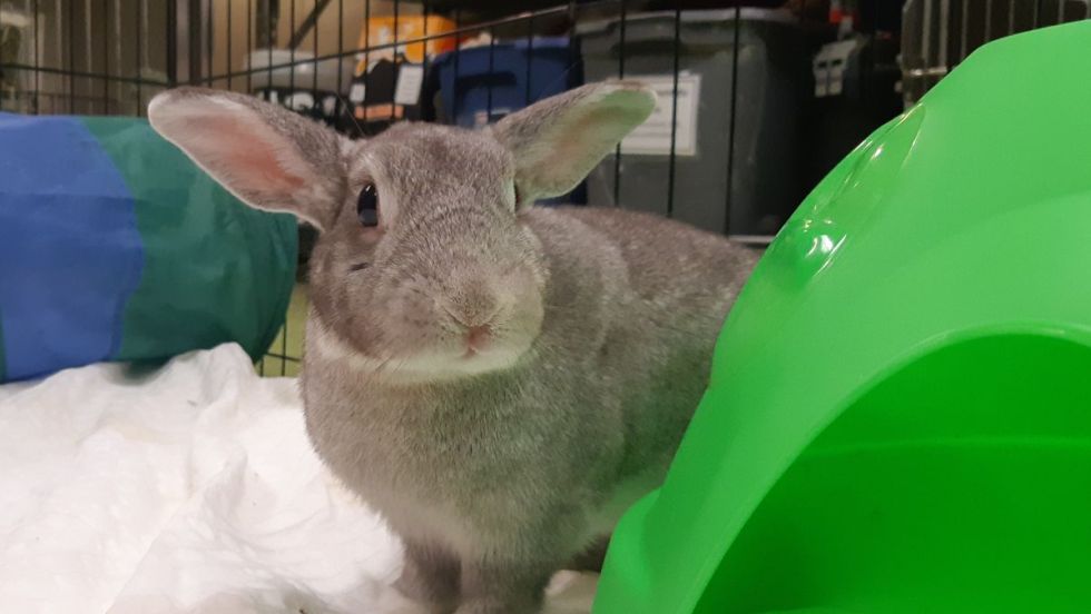Lapin Flopsy SPCA