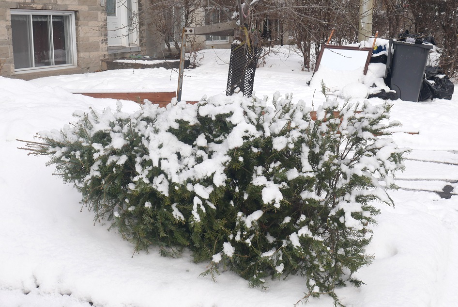 collecte sapins