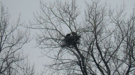 nidification pygargue &agrave; t&ecirc;te blanche