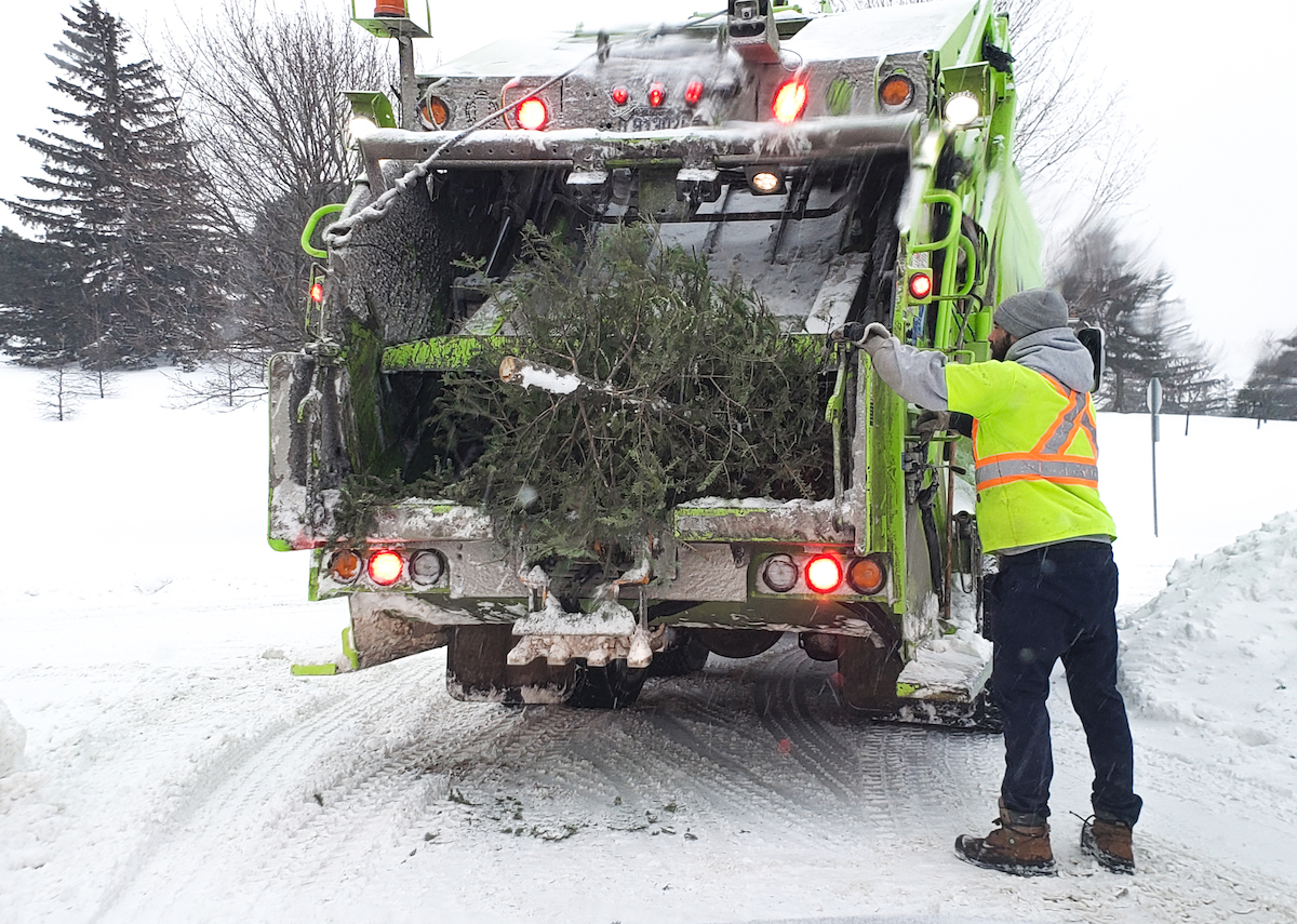 Ramassage des sapins, et après ?