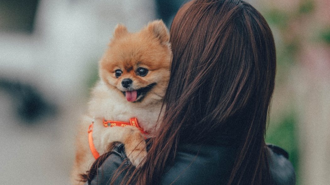 Êtes-vous prêt à payer 4000$ pour un chien?