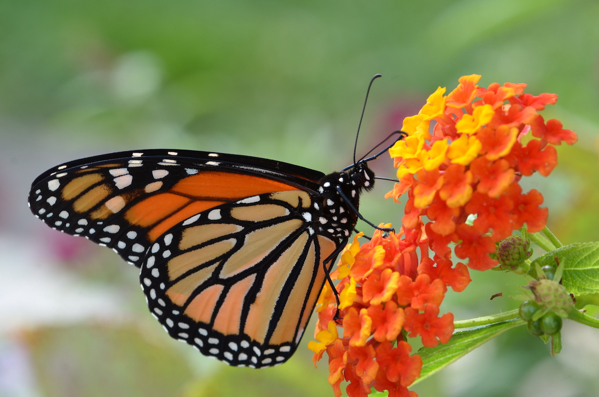 Monarque Insectarium