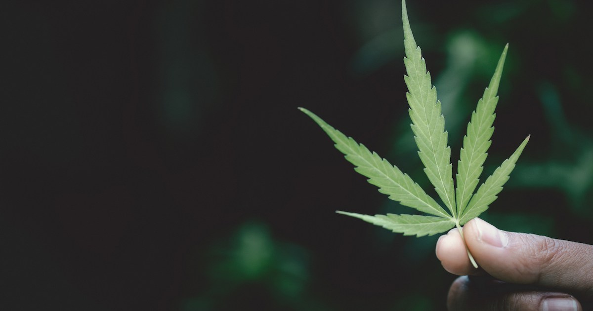 La consommation de cannabis au Québec en déclin chez les jeunes