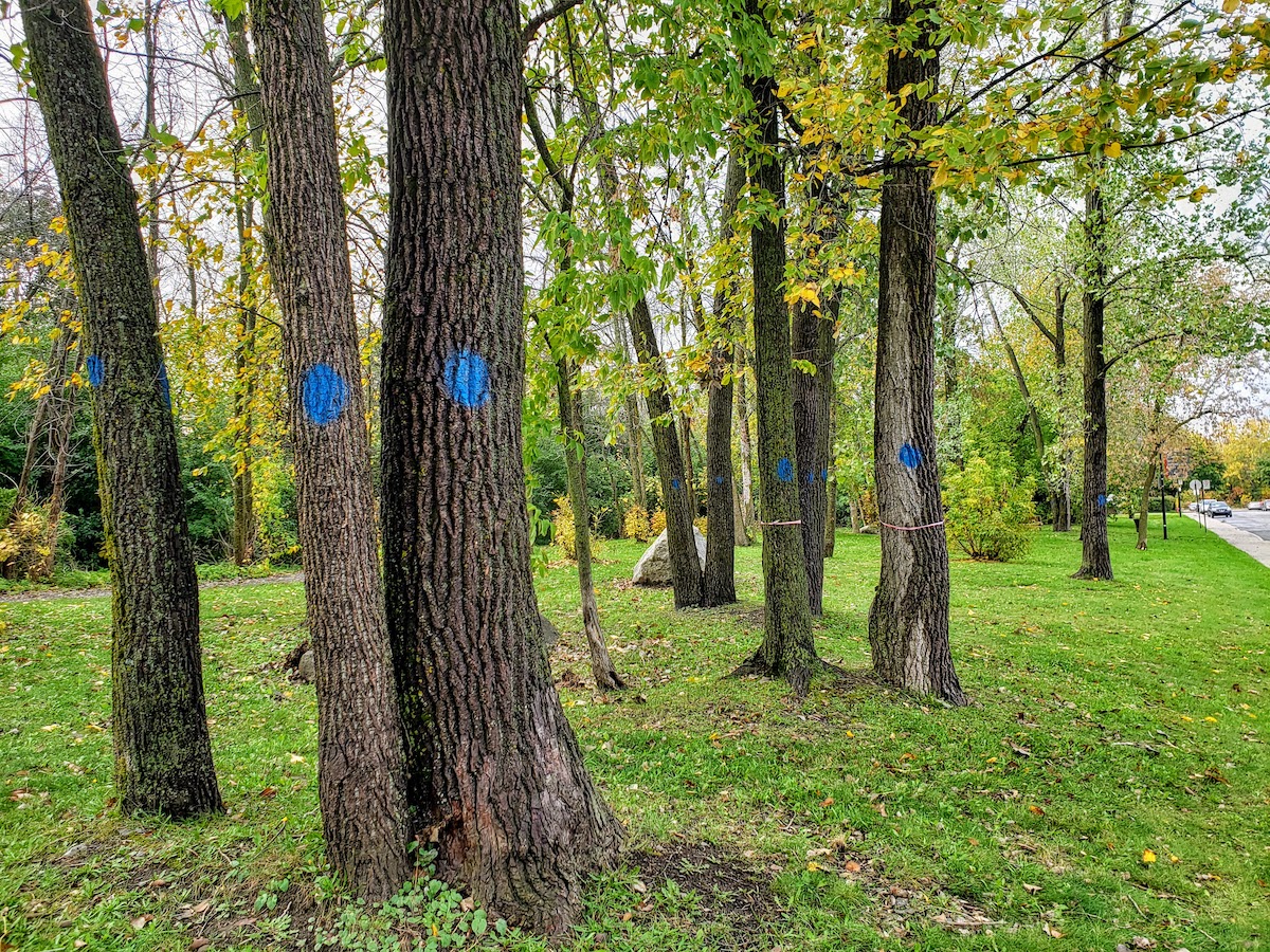 parc Honoree-Primeau coupe d'arbre
