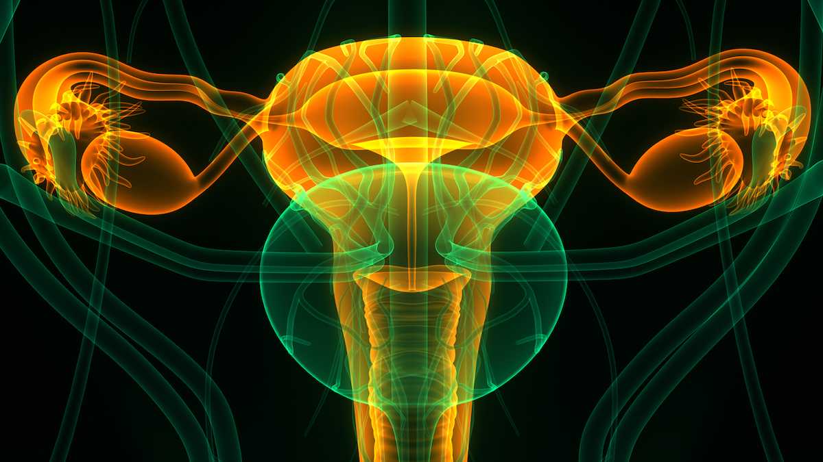 uterus