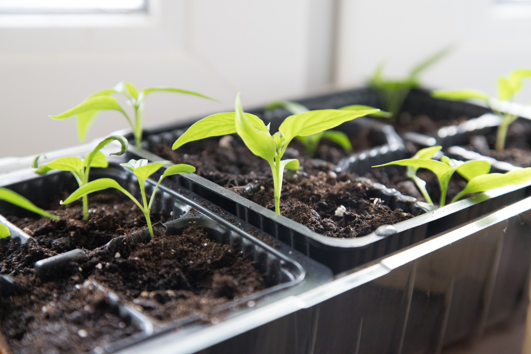 préparer son potager