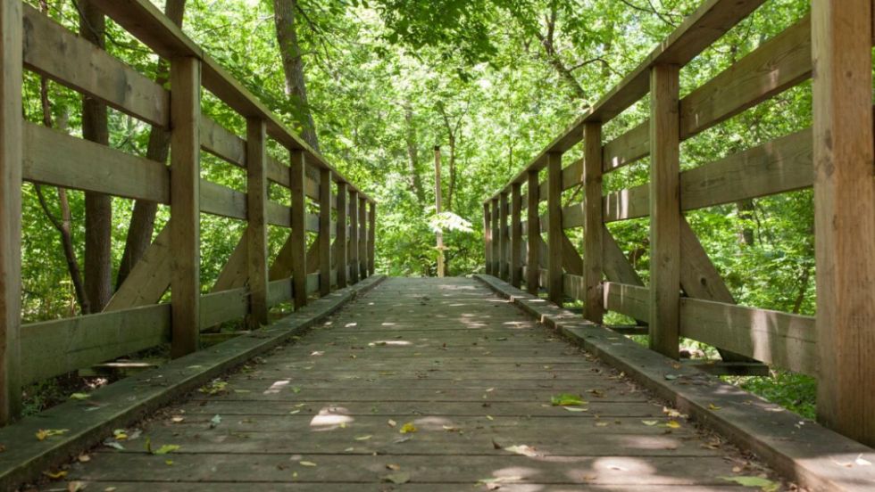 Le boisé du parc Marcel-Laurin