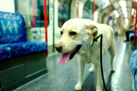 Un chien se promène en laisse dans le métro de Londres, alors que la Ville de Montréal demandera à la STM de permettre ce genre de chose.