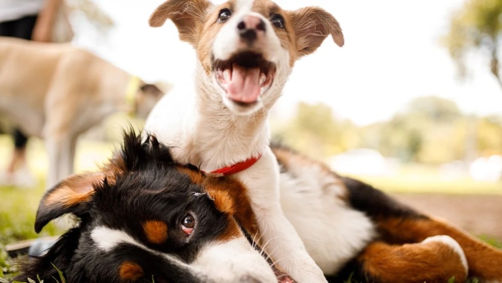 Une pétition demande un parc canin sur le terrain de balle du parc Jean-Martucci.