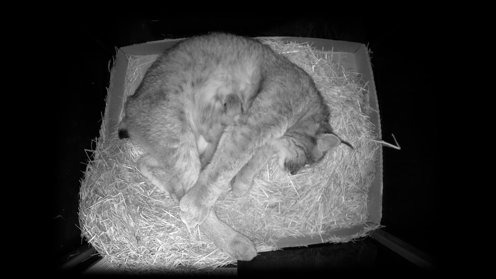 Image en noir et blanc de la lynx femelle du Biodôme de Montréal avec ses trois bébés lynx.