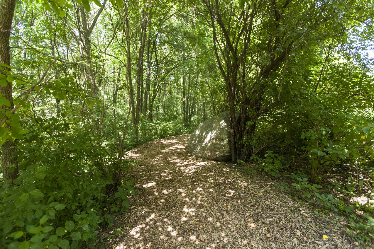 Le boisé du parc Marcel-Laurin fer l'objet d'un audit spécifique