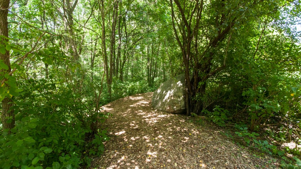 Le boisé du parc Marcel-Laurin fer l'objet d'un audit spécifique