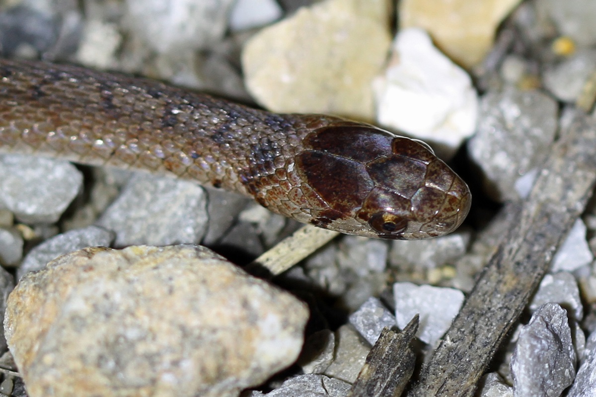 La couleuvre brune serait une espèce susceptible d'être désigné espèce menacée ou vulnérable au Québec.