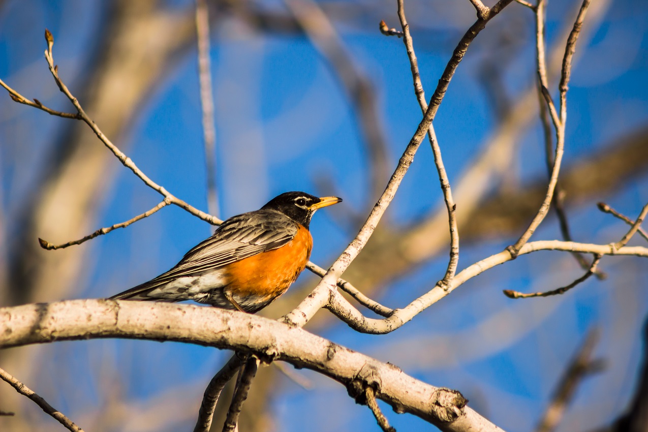 Le merle d'amérique a été l'une des espèces les plus photographiées lors du Défi nature urbaine.