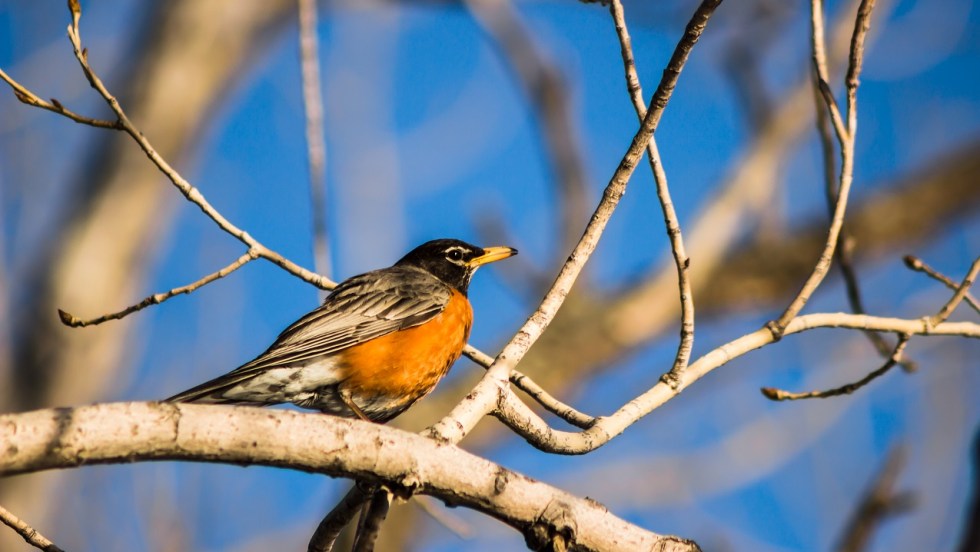 Le merle d'amérique a été l'une des espèces les plus photographiées lors du Défi nature urbaine.