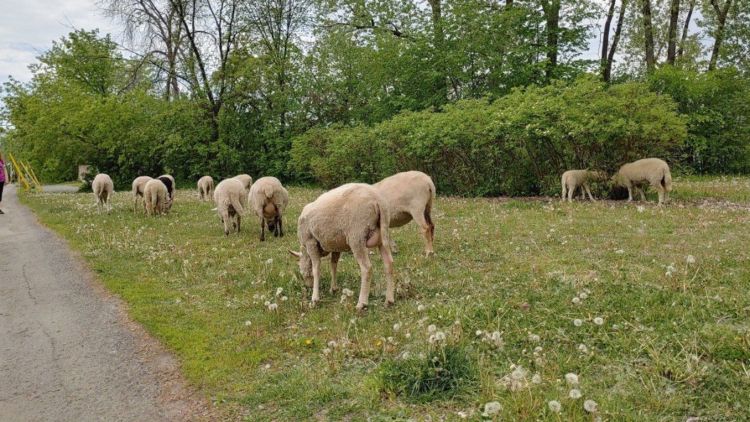 Les moutons d'écopâturage seront de retour à Rivière-des-Prairies le 5 juin prochain.