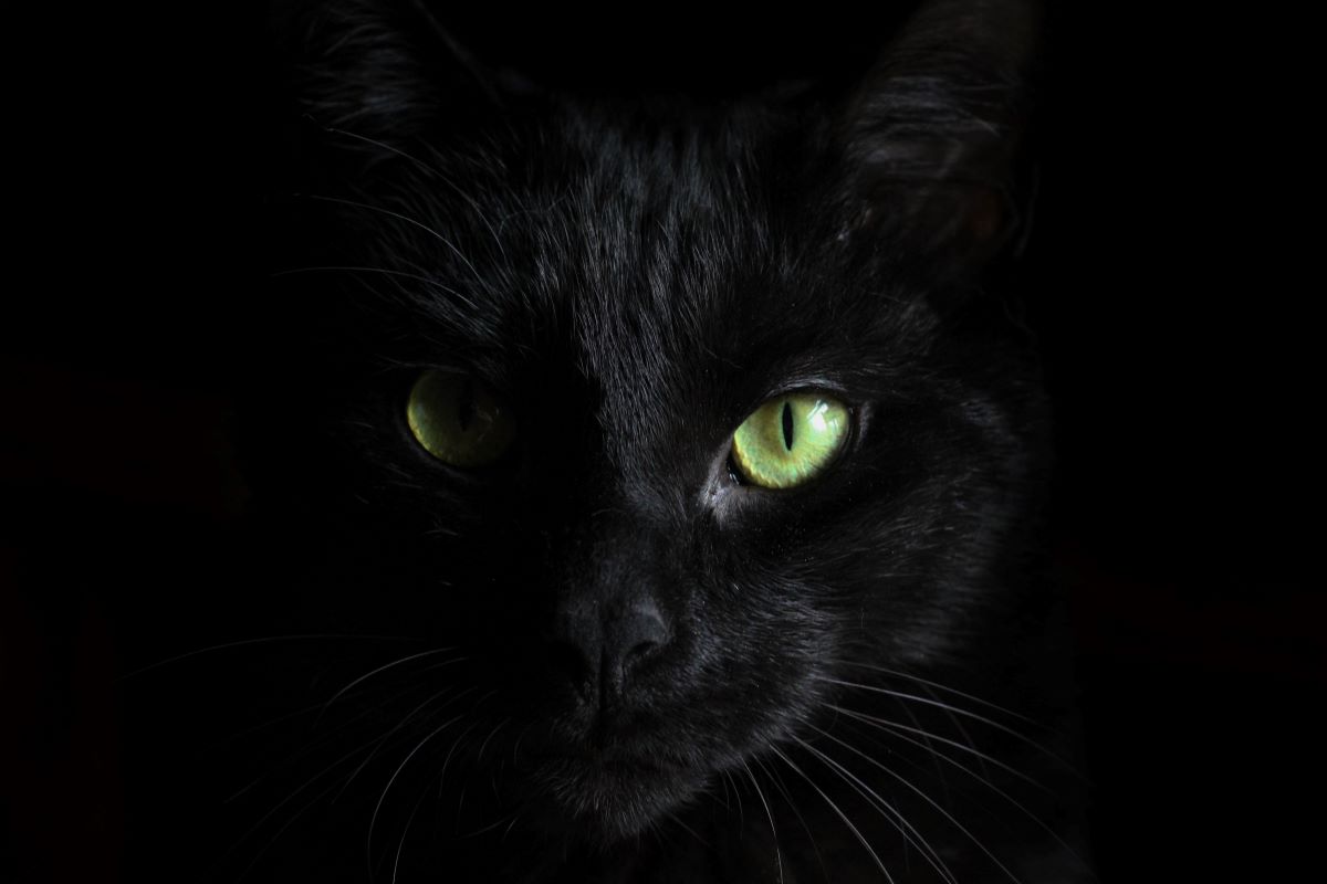 Le chat noir : tour d'horizon des croyances et superstitions