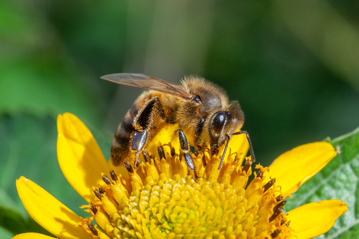 Abeille pissenlit