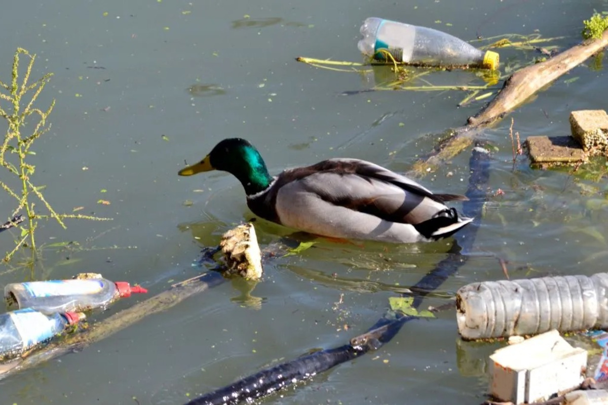 Un canard nage dans une eau polluée.