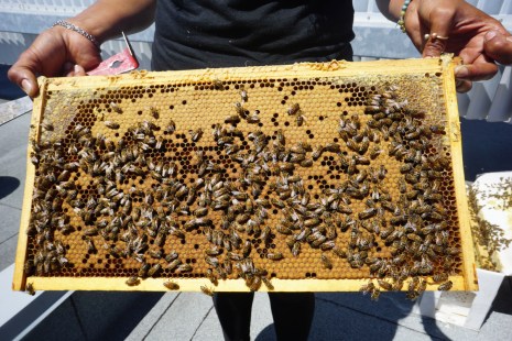 Ananda Christophe, apicultrice urbaine d’Alvéole, tenant un cadre où l’on peut apercevoir la reine.