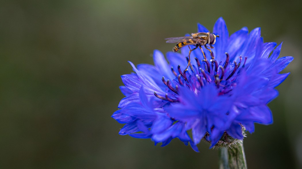 une mouche butine sur une fleur pour illustrer la biodiversité.