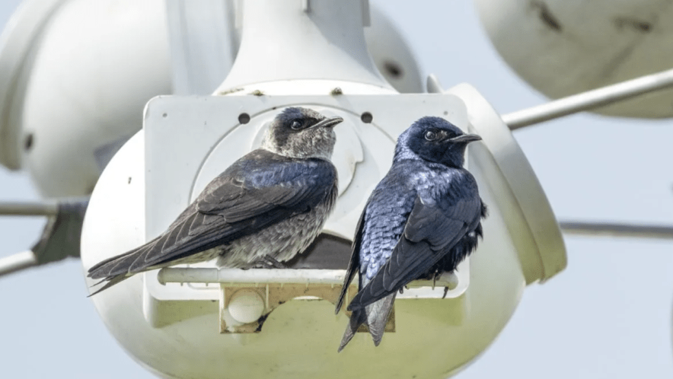 Deux hirondelles noires.