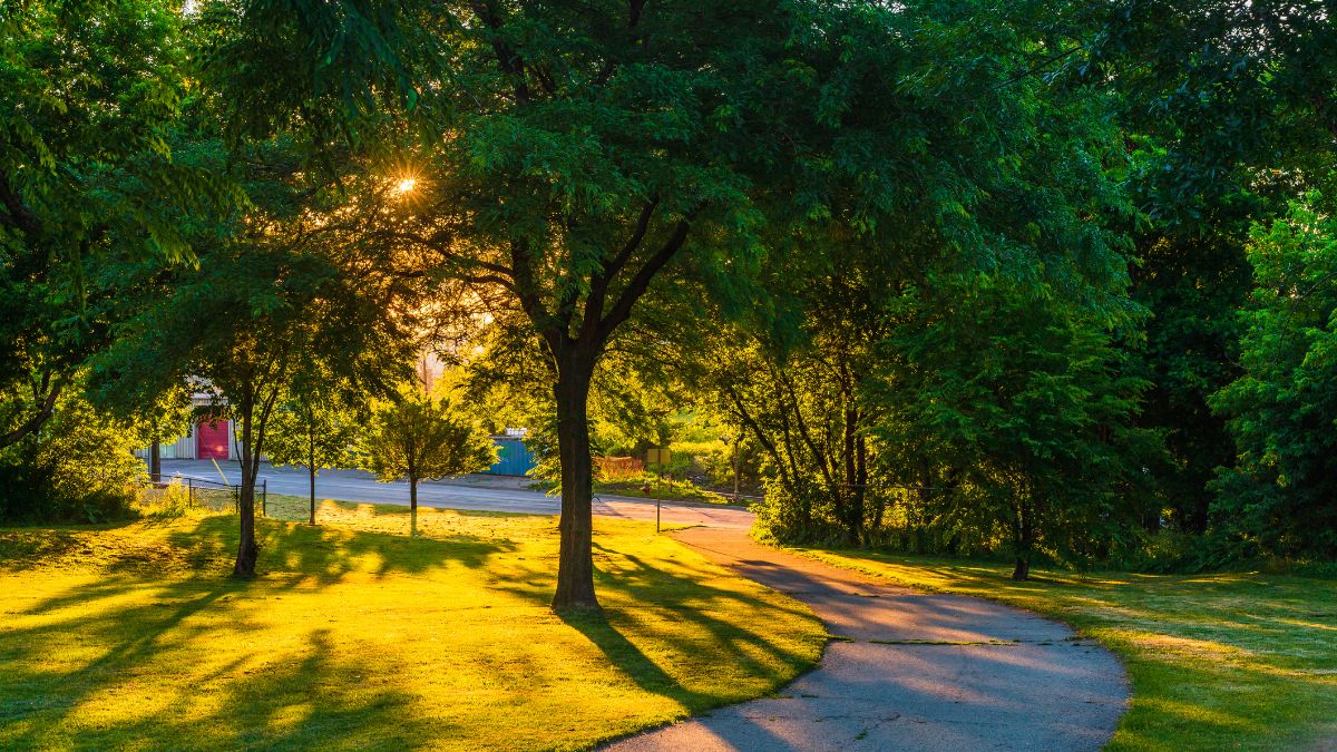ACT-CO-AC-Forêt urbaine Outremont