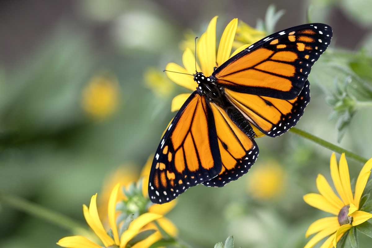 Un papillon monarque.