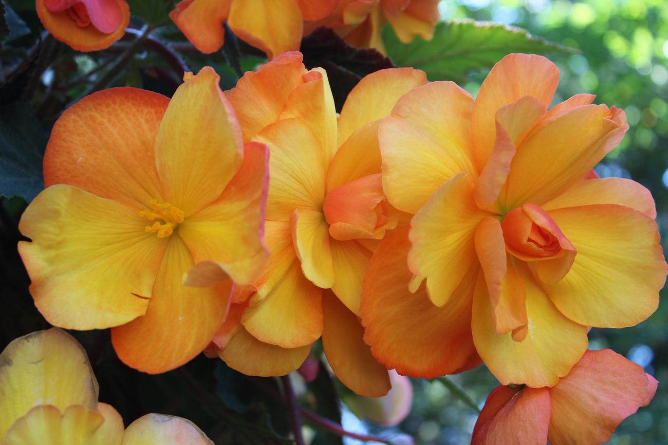 Bégonia, fleur comestible