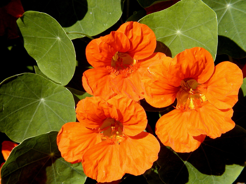 Capucine, fleur comestible