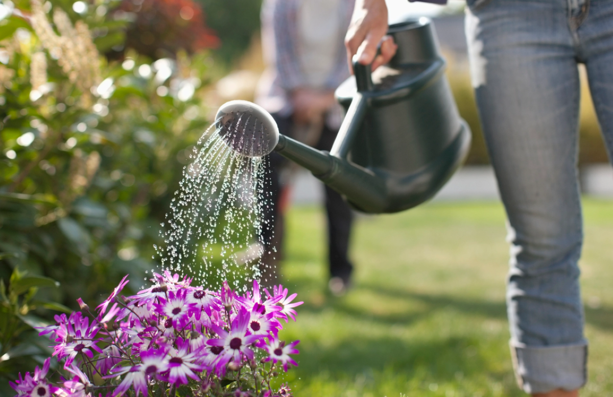 Îlots de biodiversité