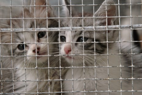 Des chats dans une cage.