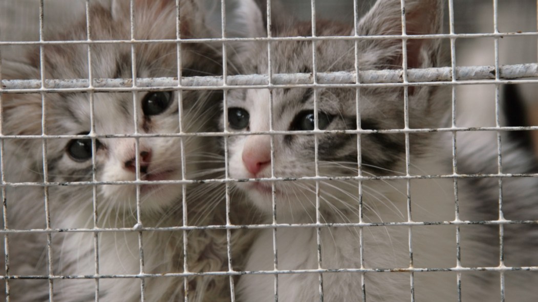 Des chats dans une cage.
