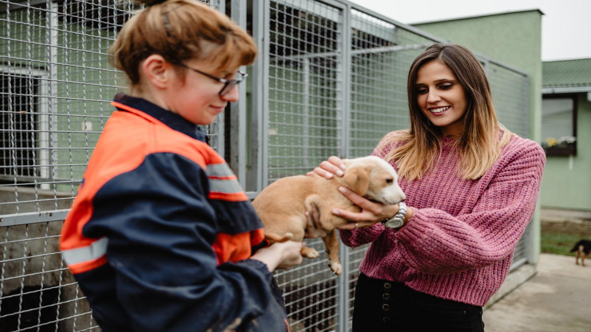 L'Arrondissement avait déjà renouvelé le contrat avec la SPCA en septembre 2021.