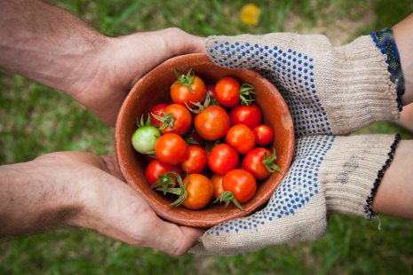 Et si on faisait pousser nos tomates pour plus d'autonomie alimentaire?