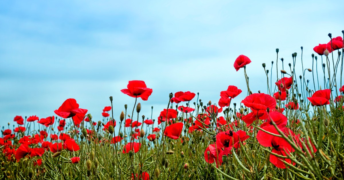 Musique de guerre - Je me souviens / War-time music - In Remembrance