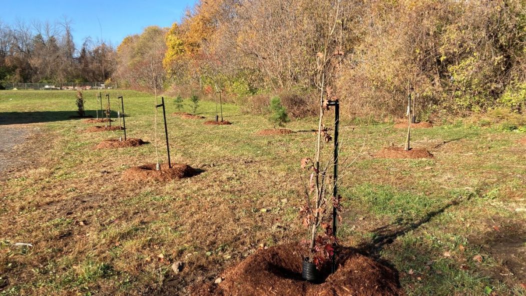 Plantation de 48 arbres pour 48 enfants au campus Batshaw de Beaconsfield
