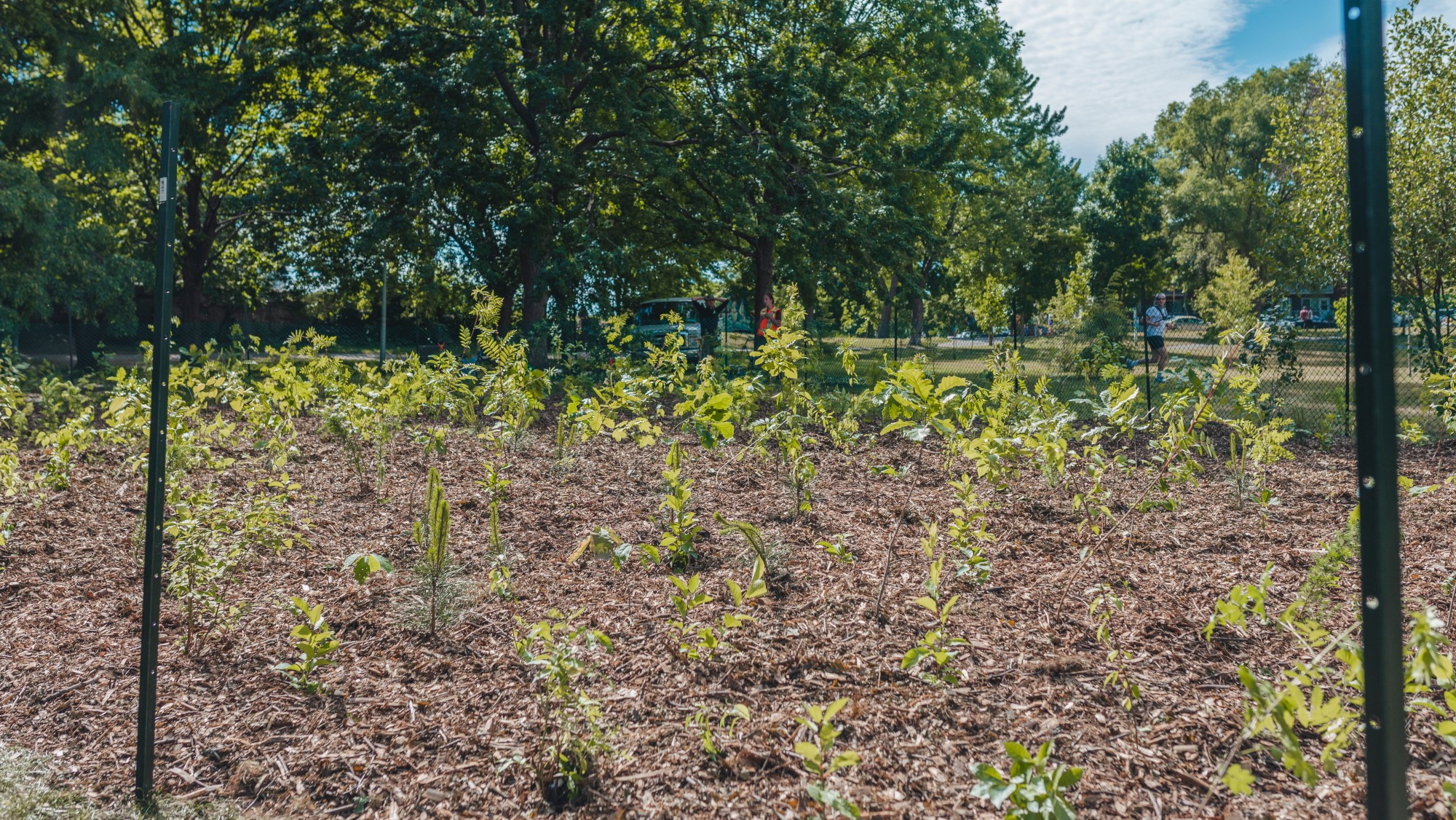 La plantation débutera
