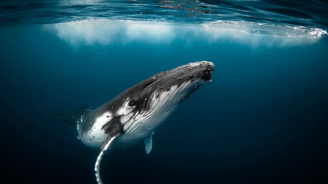 Une baleine.